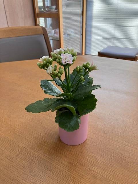 お花も大好き、羽村市の英会話教室です。